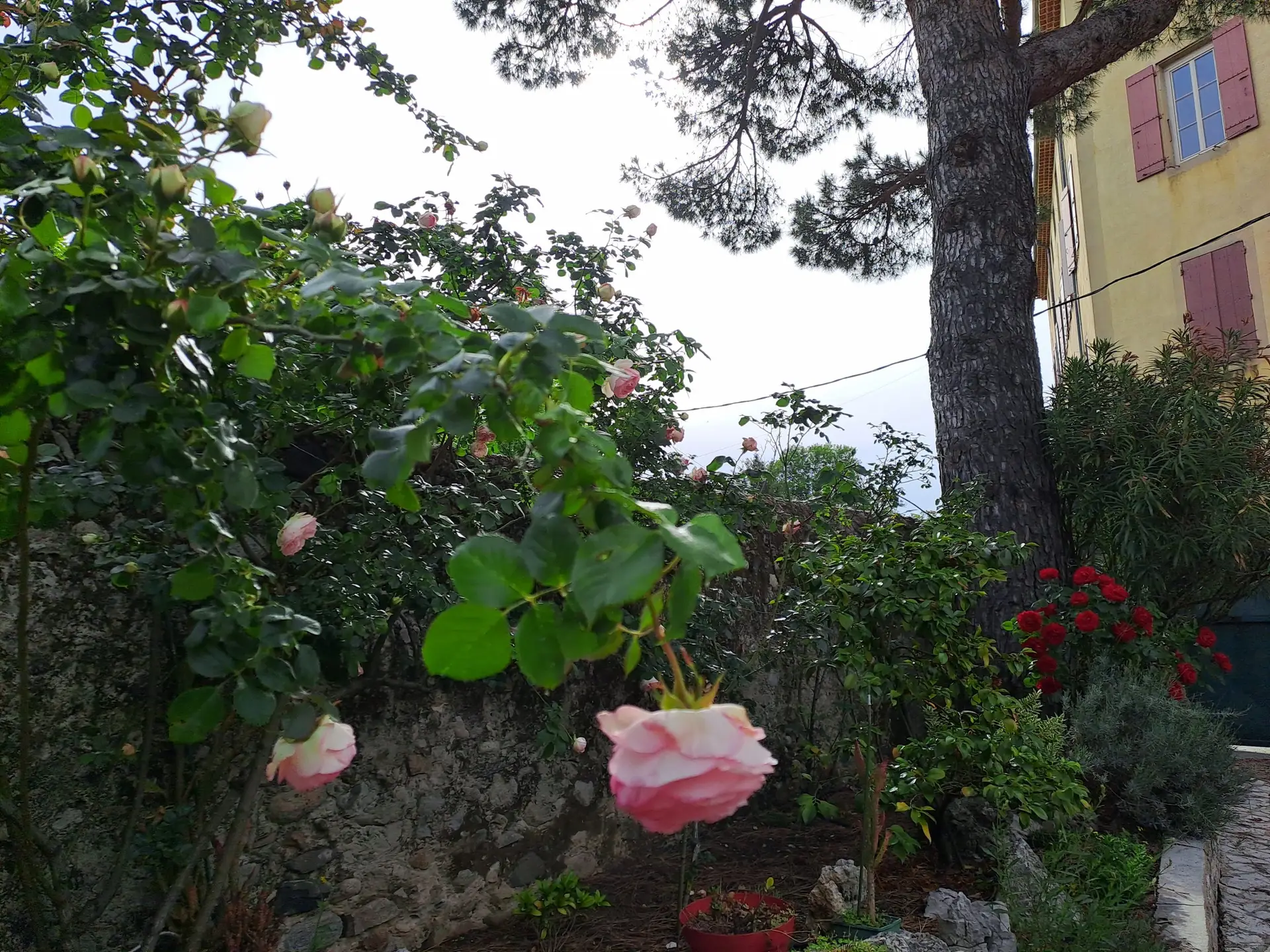 Les Magnolias - Jardin