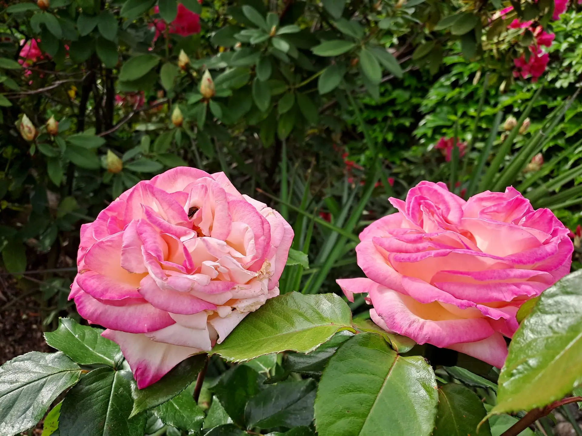 Les Magnolias - Jardin