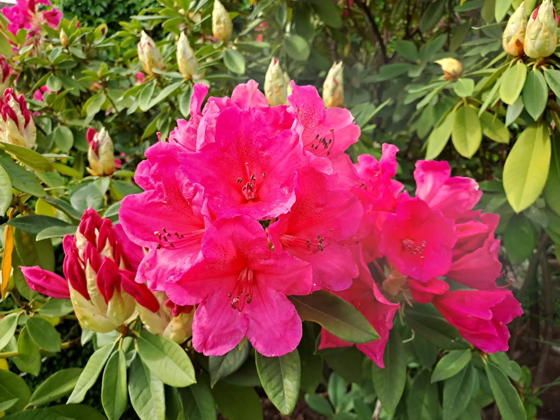 Les Magnolias - Jardin