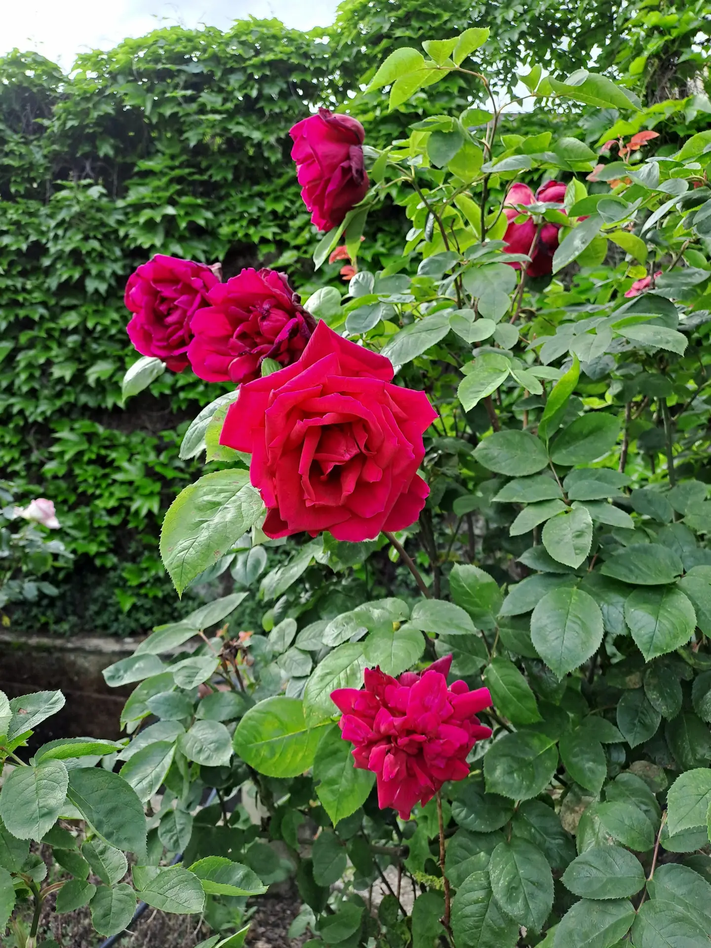 Les Magnolias - Jardin