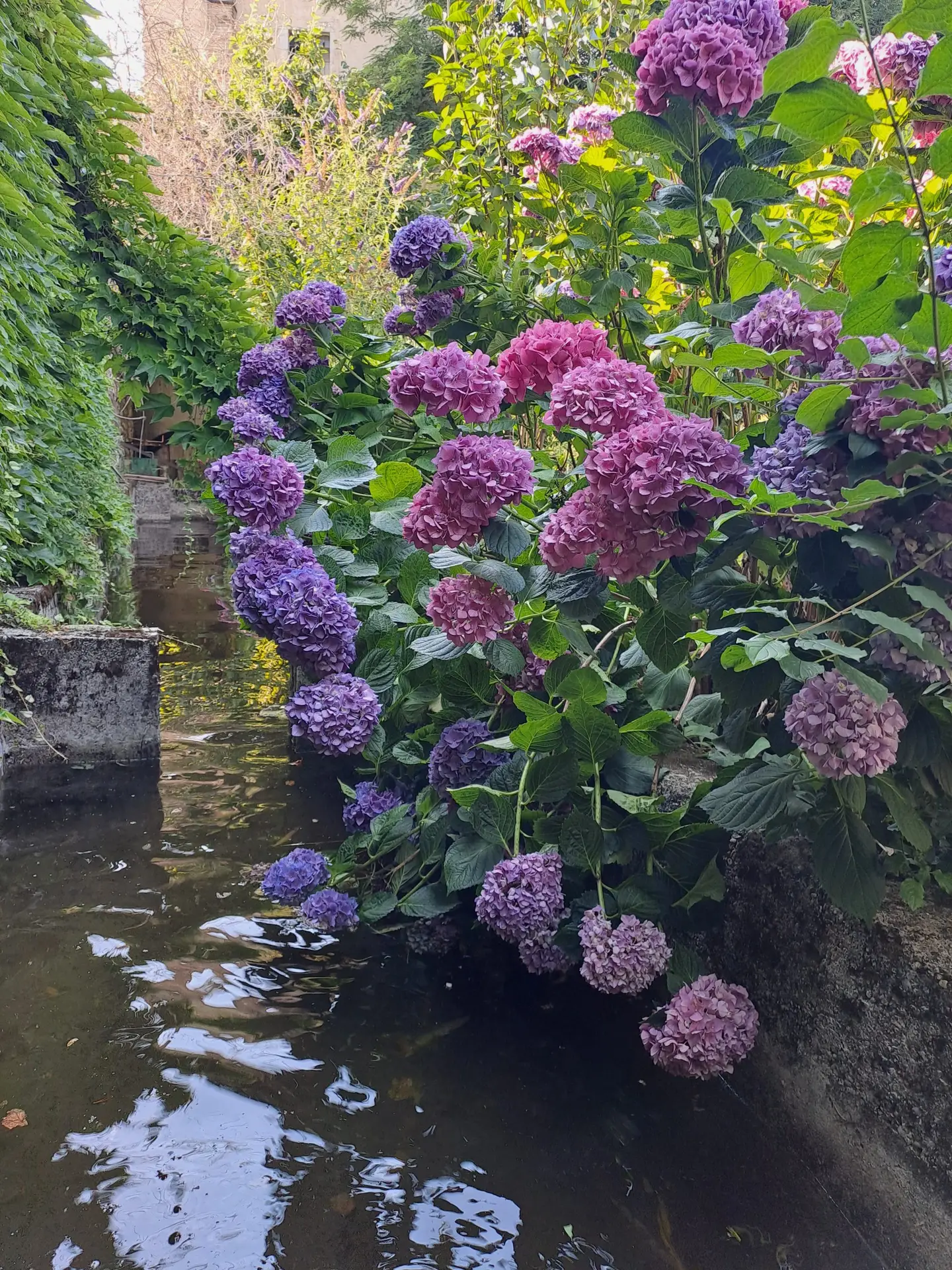 Les Magnolias - Jardin