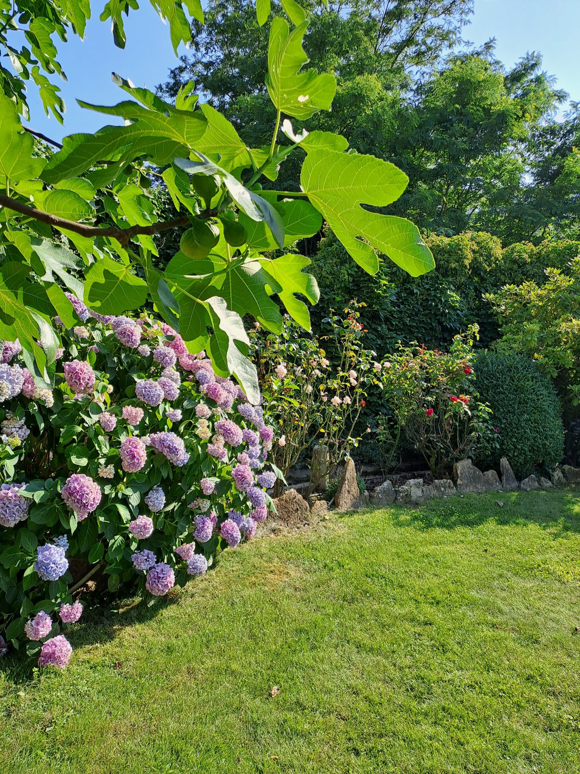 Les Magnolias - Jardin