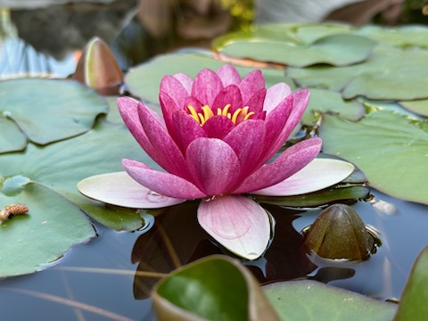 Les Magnolias - fleurs